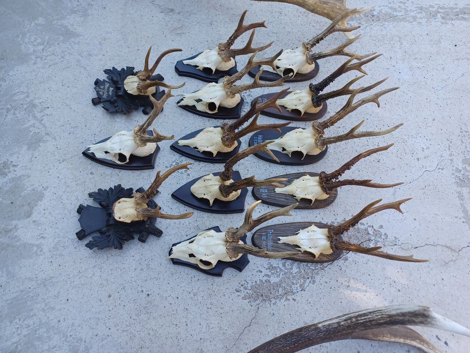 Trofee caprior lot