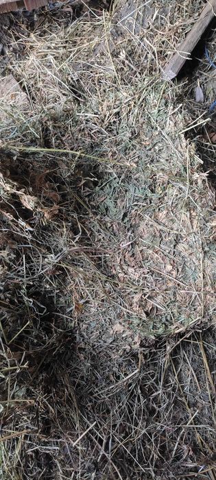 Vând baloți de lucernă mici