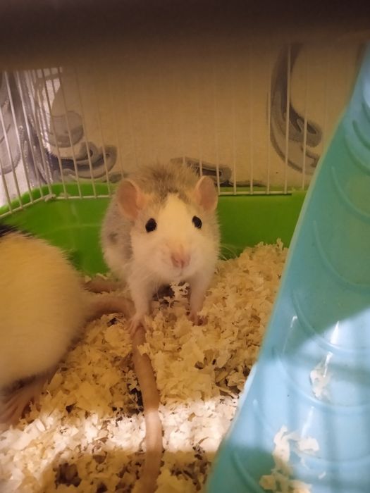 Крысы ручные продам