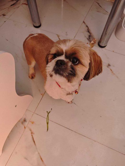 Vand catel Shih Tzu 1,5 ani , vaccinat, tratat , cu analizele la zi