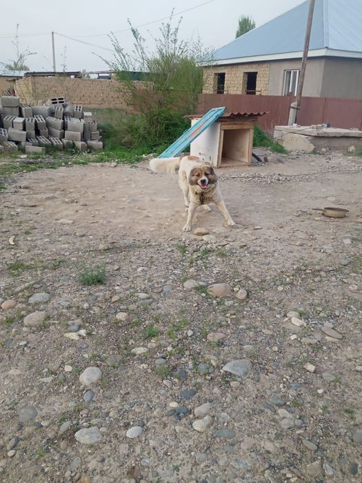 Казак Тобет 2 жаска толмаган