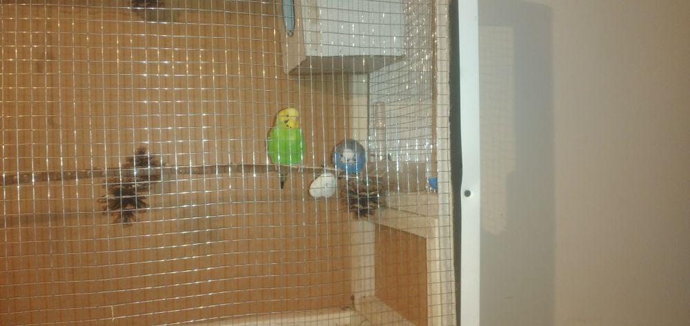 Придётся  попугай