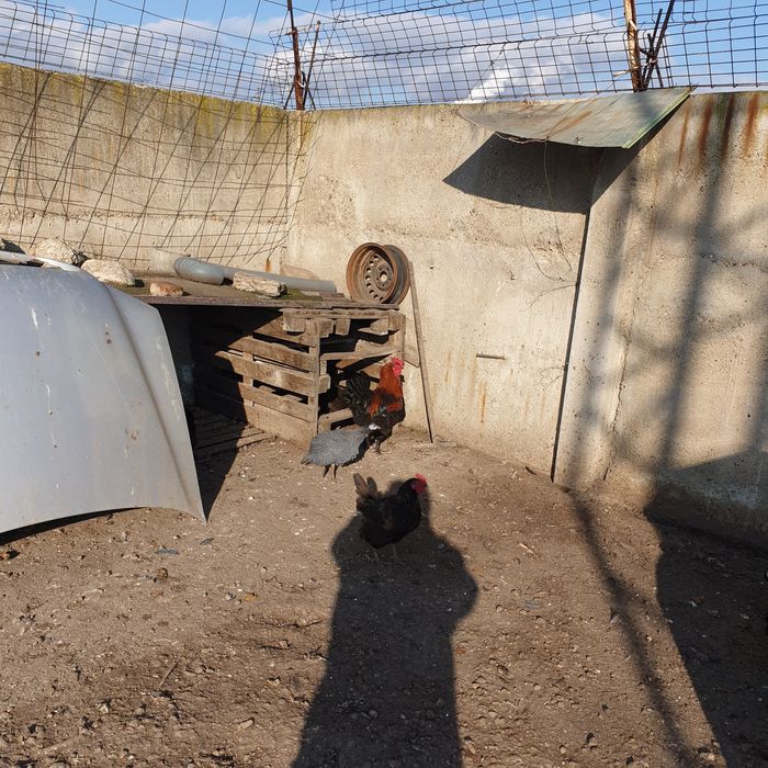 Петли черен мед маран на 7 мес 45лв бр яйца 2 лв гр сливен