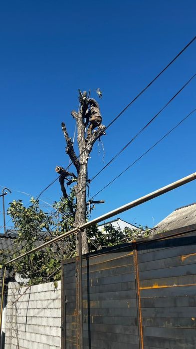 Спилим дерево любой сложности