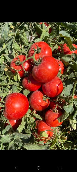 Семена томата Максимус ф1