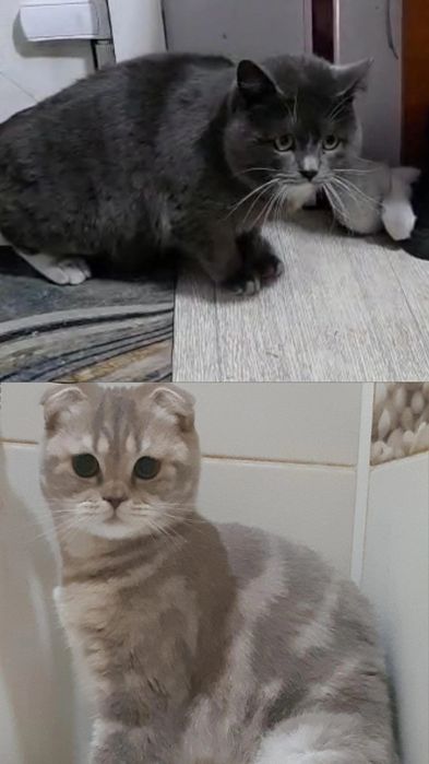 Продам шотландских котят