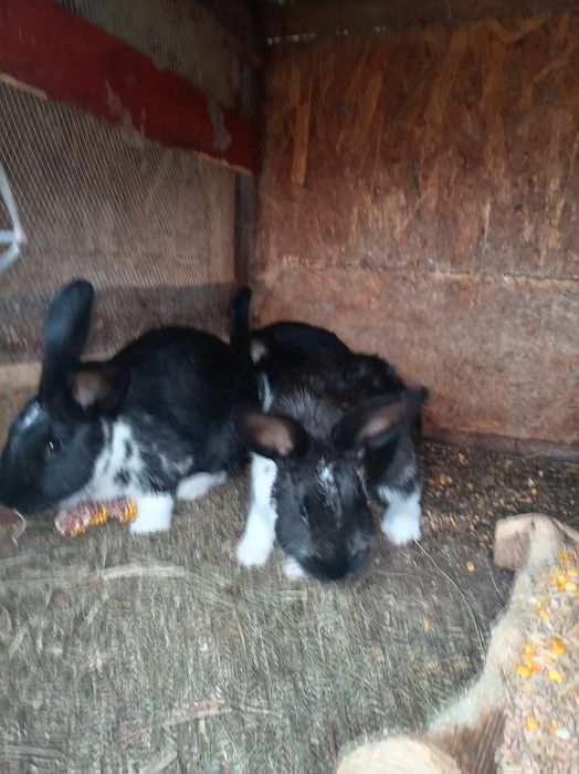 Vând Iepurii mai mici și mai mari