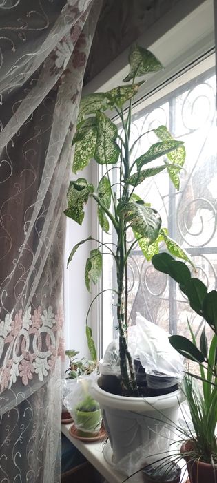 Продам цветы комнатные