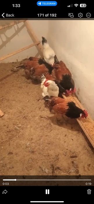 Гозалкент Думолок мфй да Зотли товуклар сотилади  25 дона