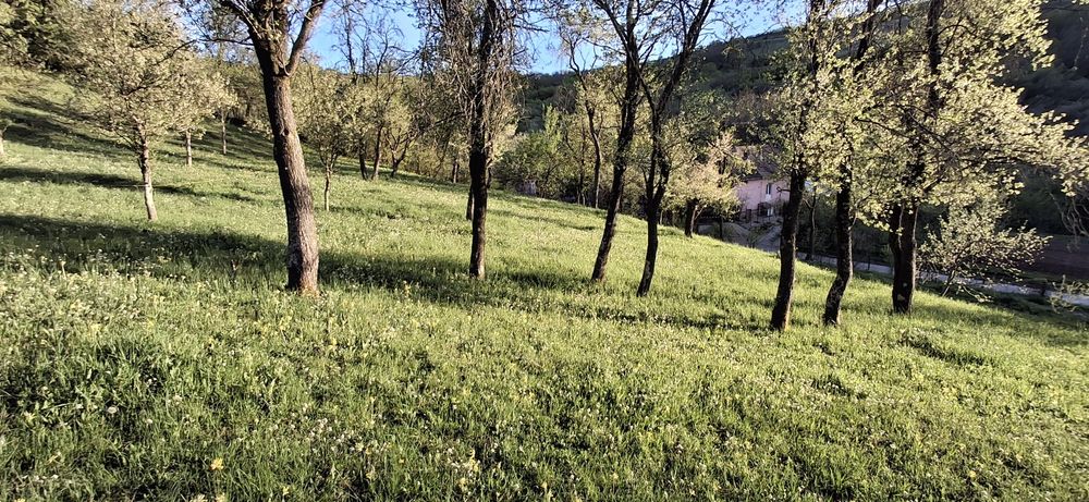 Livadă cu pomi fructiferi, teren intravilan la 50 km de Cluj-Napoca