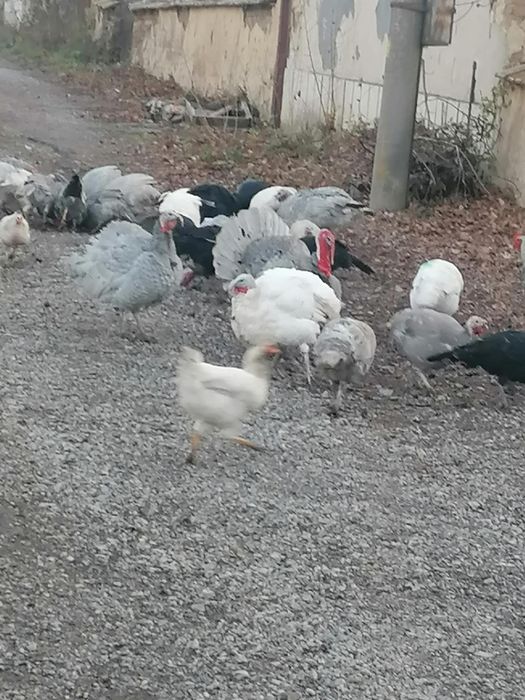 Пуйки и пуяци за продажба