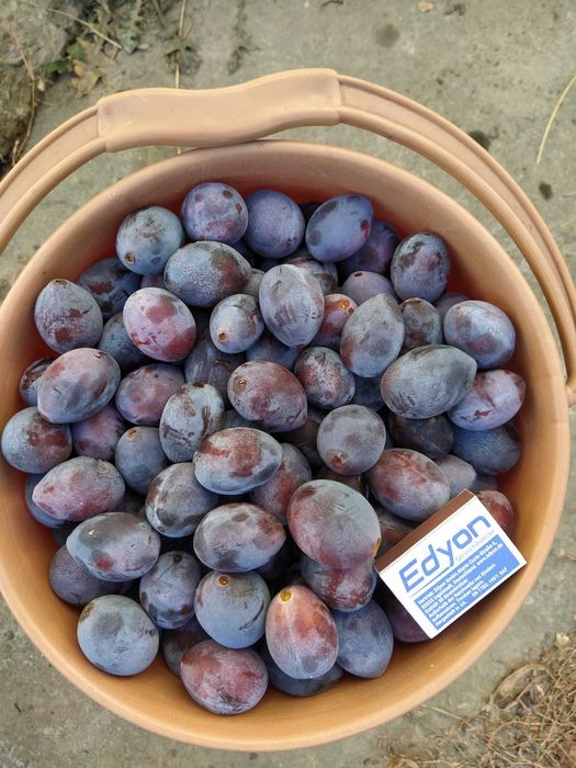 Vand prune pentru tuica 0,10 bani gradul Brix