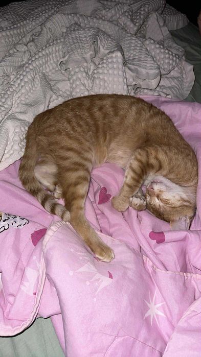 Коте Лъчко отново търси дом