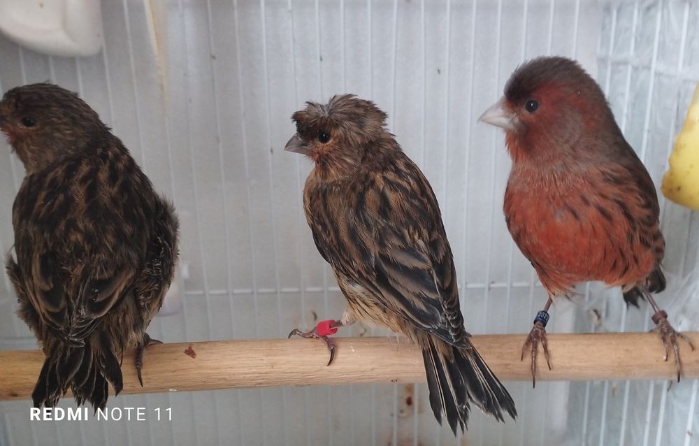 Канарейка молодойла красная дерева.