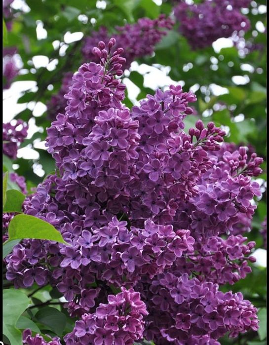 Букеты сирень бронь