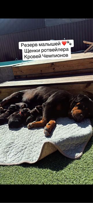 Щенки ротвейлера доставка есть