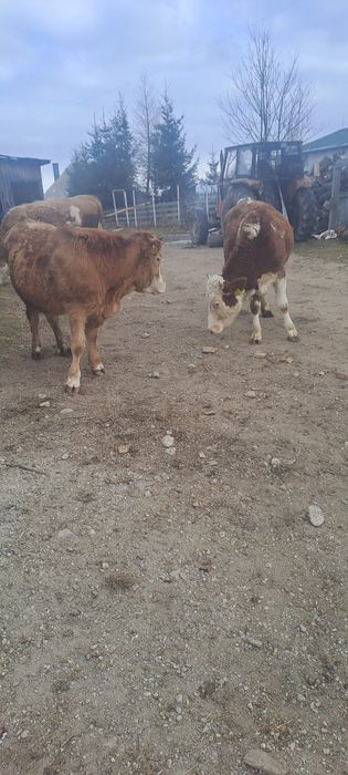 Vând 2 jurinci    .