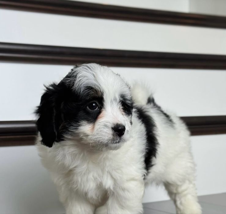 Bichon havanez 400 lei