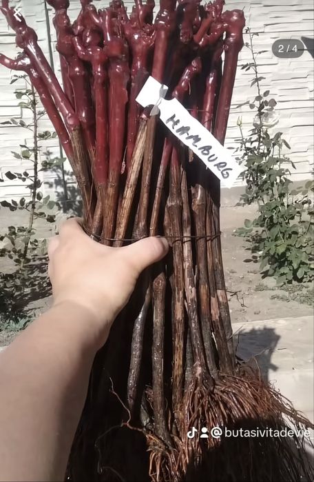 Vand butasi vita de vie fraga alba,capsunica,ananas