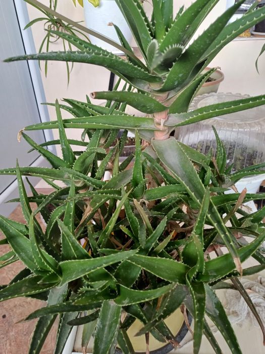 Алое вера 6 лет.