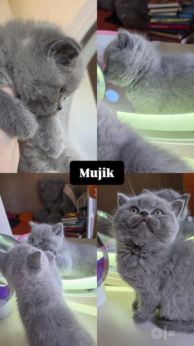 Toozza zotli mushuklar scottish fold stright