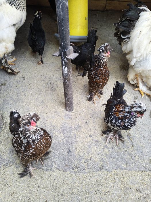 Яйца от струмски бантам и петли