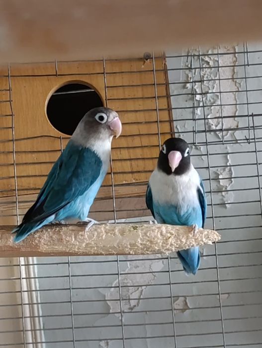 Таййор пара попугай сотилади. Не разлуки Маска