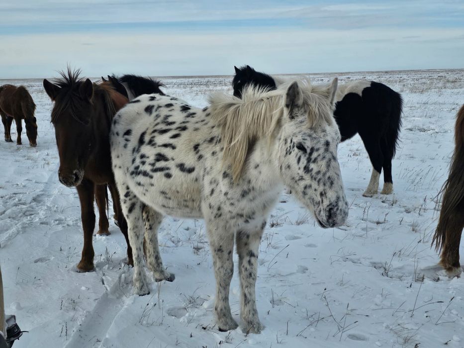 Продам чубарого жеребца