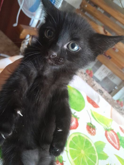 Отдам котят в хорошие руки