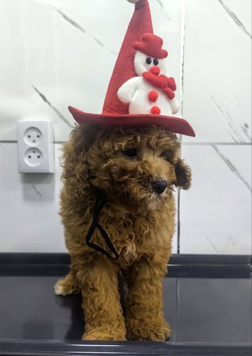 Девочка, той пудель