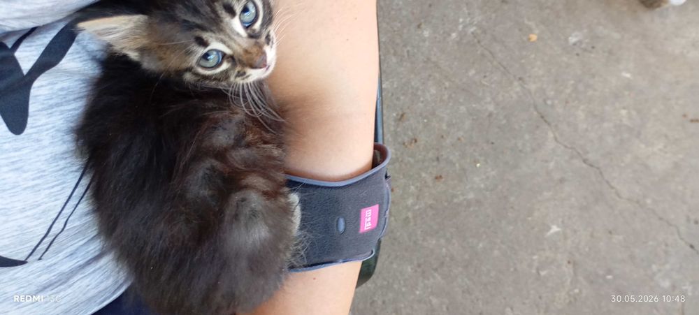 Подарявам малки котенца гр. София