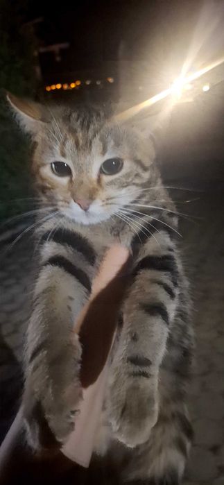 Подарявам добричко котенце