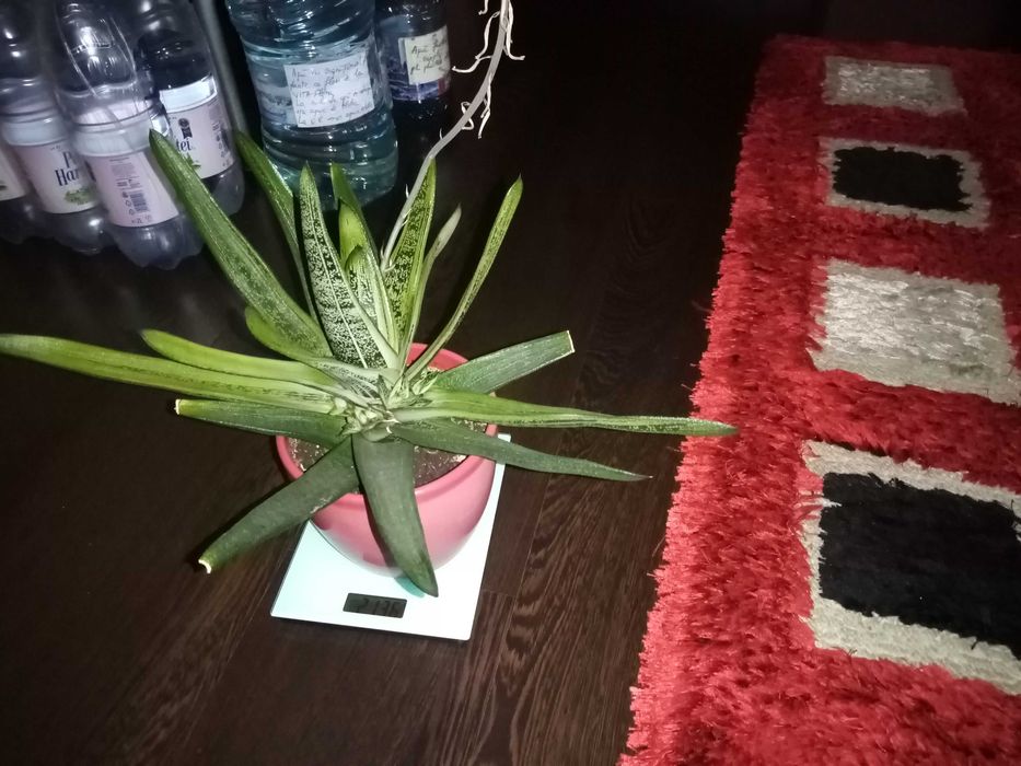 Vand o planta deosebita de Aloe Vera