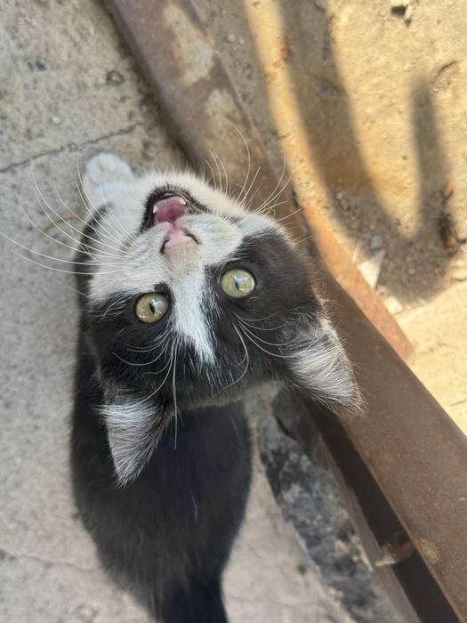 Котята бесплатно