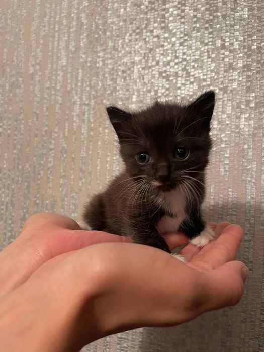 Отдам даром котенка