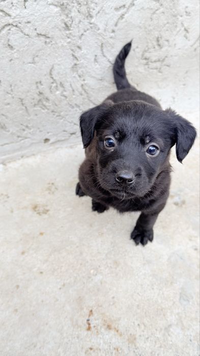 Отдам щенков в добрые руки