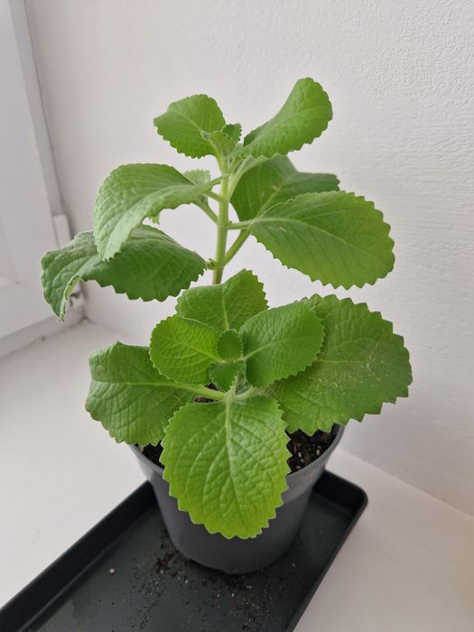 Комнатная мята, 2 черенка