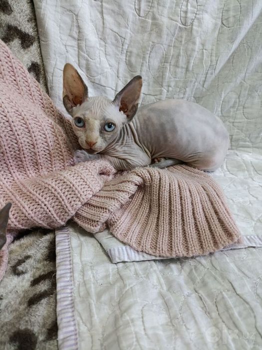 Продам котенка сфинкса