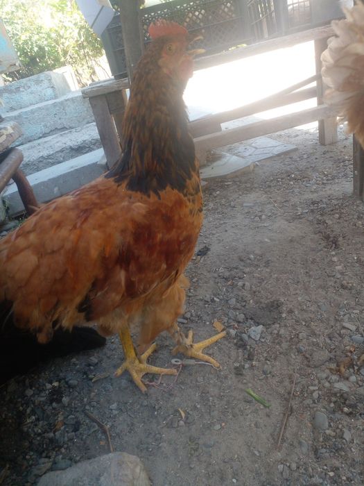 Петушки молодые разных пород