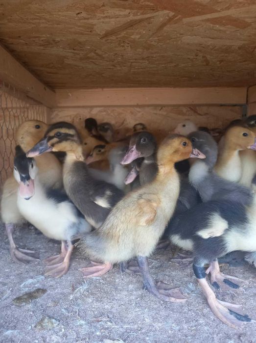 Avem pui alb și rasă mixtă ,rațe