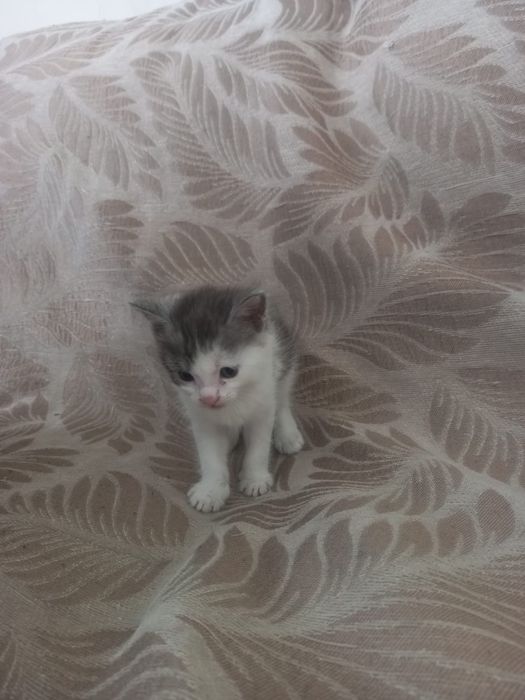 Отдам в добрые руки