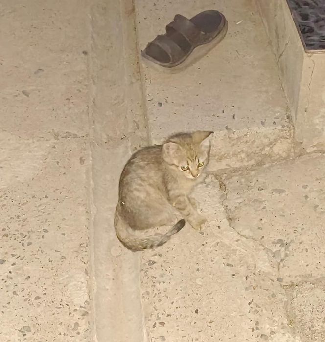 Отдадим котят в хорошие руки