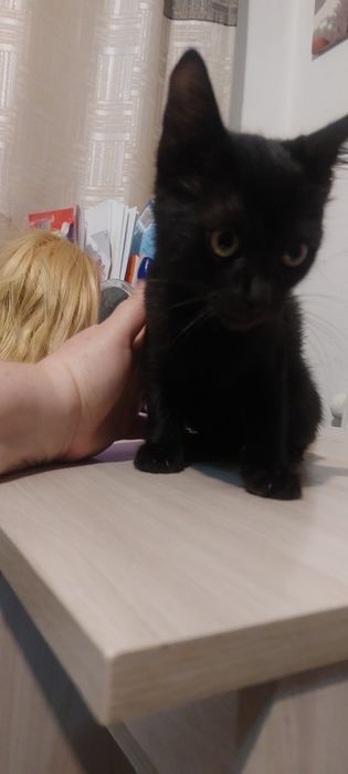Отдам котёнка мальчика