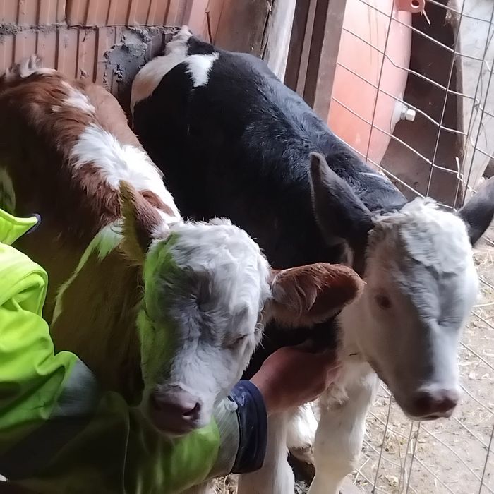 Vând 2 vitei Bălțați