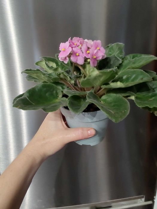 Saintpaulia Сентполия / African Violet Aфриканска теменужка / Фиалка
