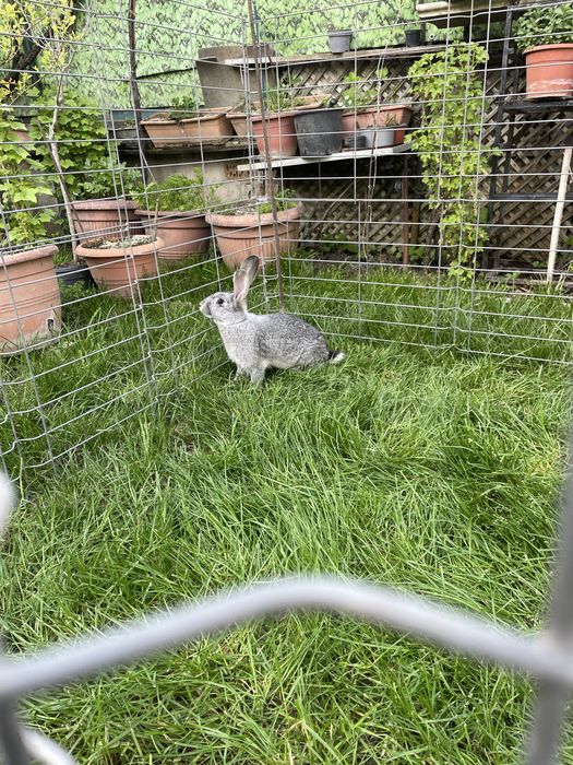 Vand iepuri foarte frumosi