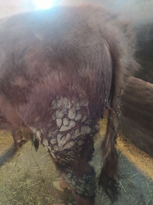 Продам годовалого бычка