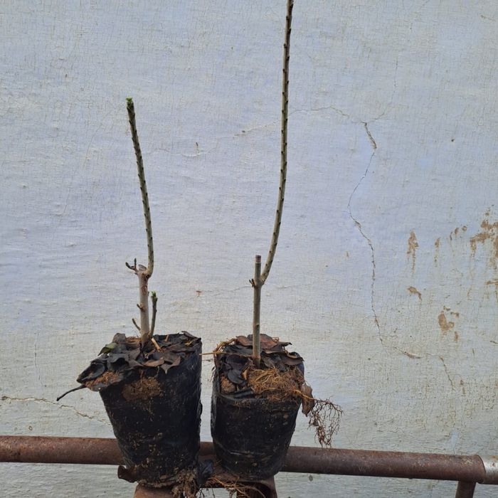 Живая изгород бирючина