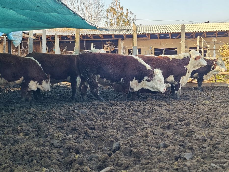 Greford buqalari sotiladi