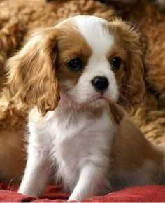 Cavalier King Charles Bicolor Baietel Adorabil de 8 Saptamani